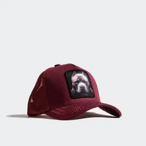 Unisex Gold Star Hat Pit Bull Burgundy Trucker Hat